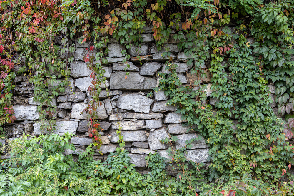 Naklejka premium Beautiful old stone bricks wall entwined with green ivy