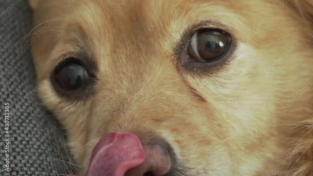 Close up shot on drowsy dog's face. Medium sized breed, greek dog