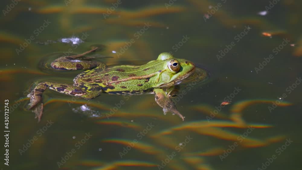 Close up shot of wild frog relaxing on water surface during sunny day in pond. Close up shot of wild frog relaxing on water surface during sunny day in pond.