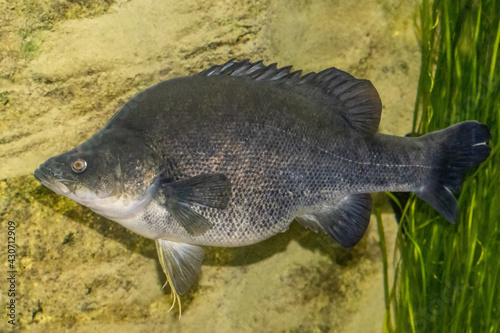 Golden Perch or Yellowbelly fish in aquarium photo