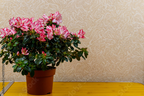 Fototapeta Naklejka Na Ścianę i Meble -  Blooming pink azalea in flower pot on a table