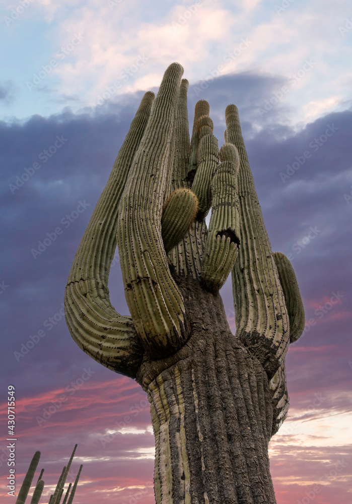 Vertical Image Of A Tall Saguaro Cactus In Arizona At Dawn