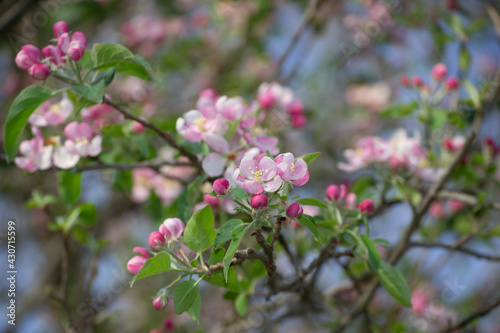 pink and white apple flowers on a wild tree. Selective focus. Springtime background 