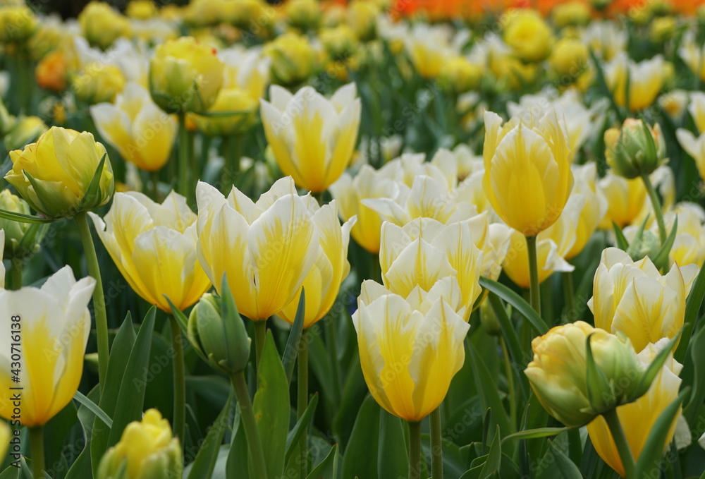 Beautiful bi-color of yellow and white Fosteriana tulip 'Sweetheart' Beautiful bi-color of yellow and white Fosteriana tulip 'Sweetheart'