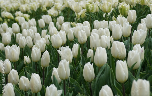 Beautiful spread of white tulips at full bloom in the Spring
