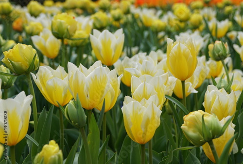 Beautiful bi-color of yellow and white Fosteriana tulip  Sweetheart 