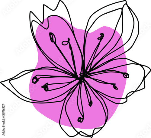 botanical floristic contour flower cherry sakura apple blossom open buds . Vector isolated minimalistic pink and black flower