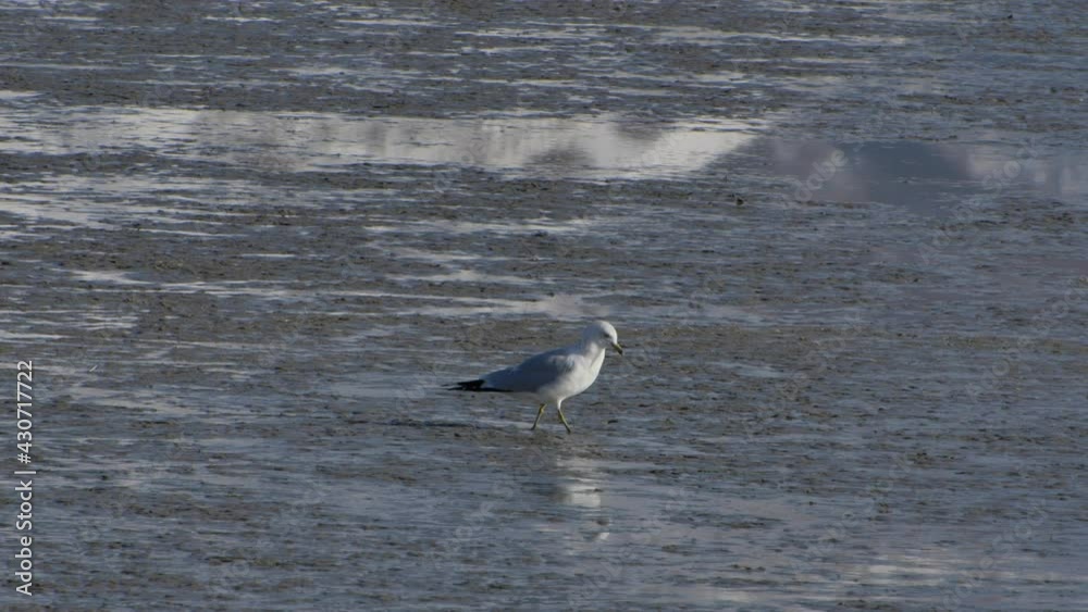 A lone seagull walking in the mud at the wet lands. A lone seagull walking in the mud at the wet lands.