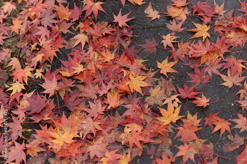 落ち葉 紅葉 秋 晩秋