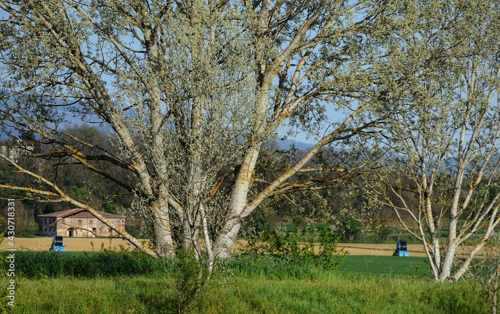 trees in the agricultural field in Tuscany land on an early spring day trees in the agricultural field in Tuscany land on an early spring day