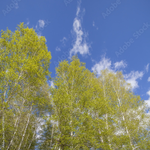 Spring forest on blue sky background  view up