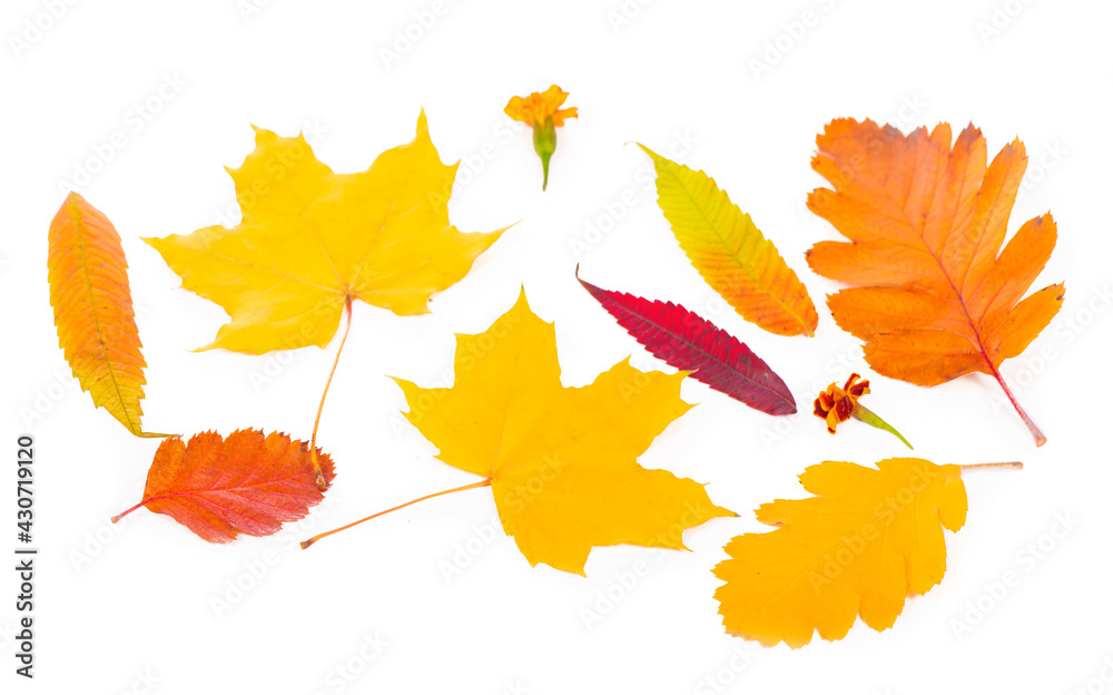 autumn background of fall leaves on white background. autumn background of fall leaves on white background.