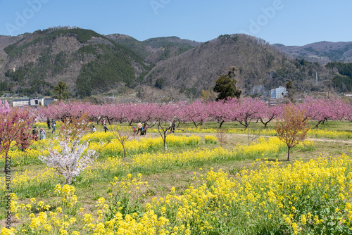 花桃と菜の花