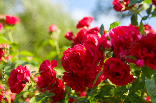 growing beautiful fresh red roses © Diana Taliun