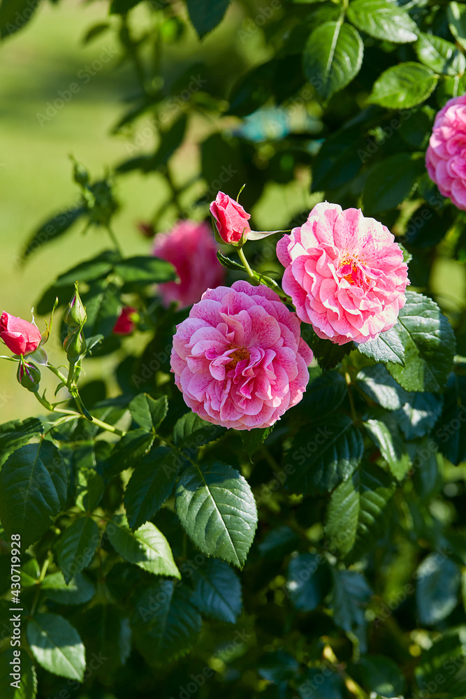 beautiful pink rose blooming on summer garden beautiful pink rose blooming on summer garden