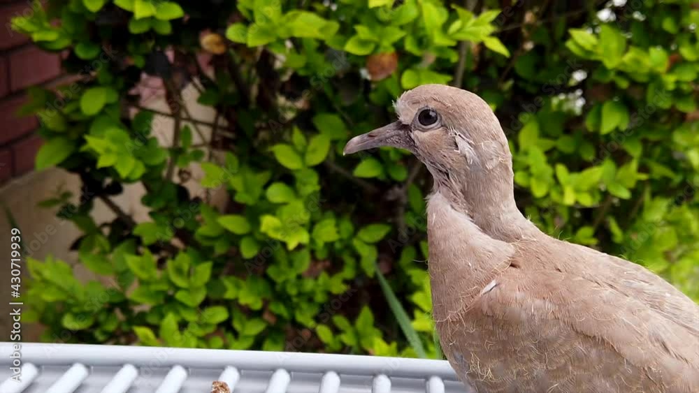 close up of a young Collared Dove looking around and blinking with a hedge in the background. close up of a young Collared Dove looking around and blinking with a hedge in the background.