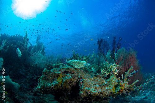Fototapeta Naklejka Na Ścianę i Meble -  石垣島　自然　海　サンゴ礁
