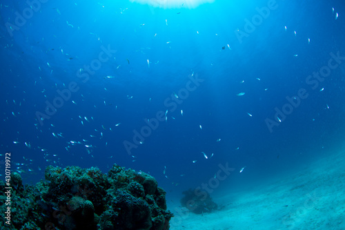 石垣島 自然 海 珊瑚