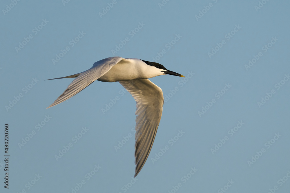 Sandwich tern (Thalasseus sandvicensis) Sandwich tern (Thalasseus sandvicensis)
