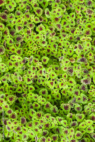 Coleus plants tropical view