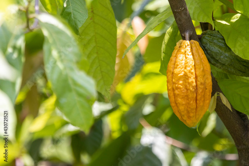 A very large yellow ripe cocoa in a Thai plantation But big ones, many seeds inside, green leaves in an orchard.