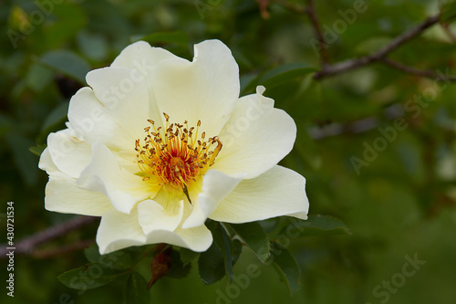 yellow rose bush growing in garden