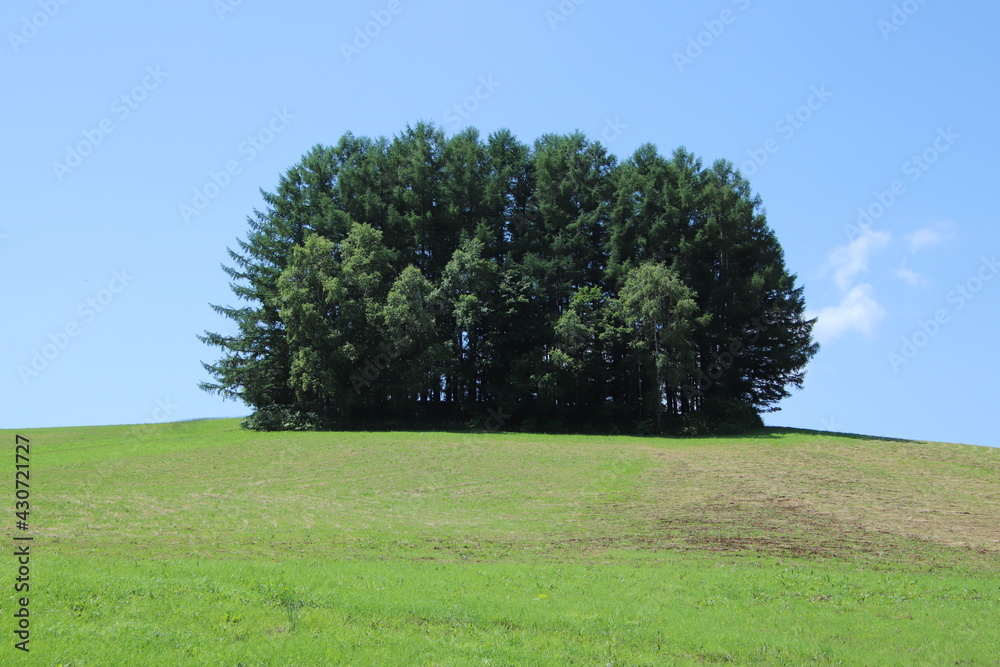 丘の上の木