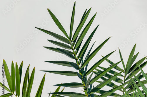 Palm branches on a light background