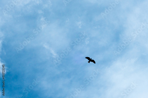 eagle in sky