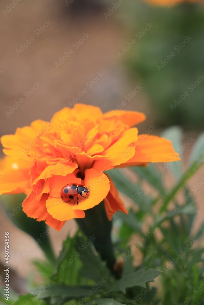 マリーゴールドとハート模様のてんとう虫 Stock Photo Adobe Stock マリーゴールドとハート模様のてんとう虫 Stock Photo Adobe Stock