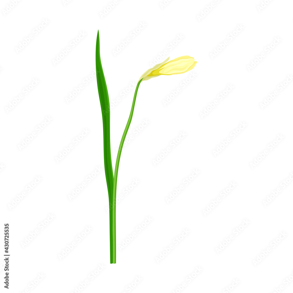 Flower Bud of Narcissus as Spring Flowering Perennial Plant on Leafless Stem Closeup Vector Illustration Flower Bud of Narcissus as Spring Flowering Perennial Plant on Leafless Stem Closeup Vector Illustration
