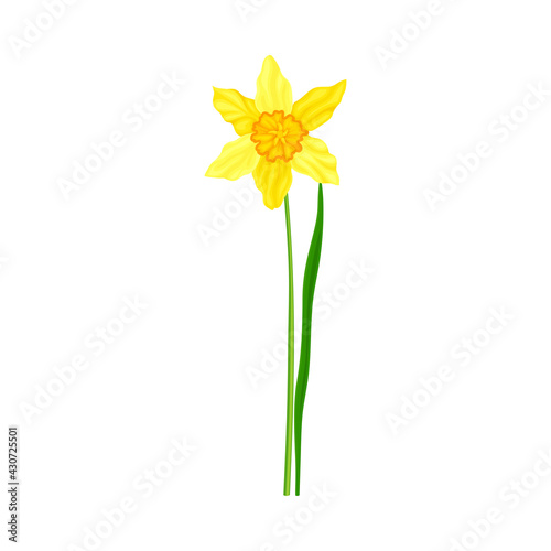 Narcissus as Spring Flowering Perennial Plant with Yellow Flower and Leafless Stem Closeup Vector Illustration