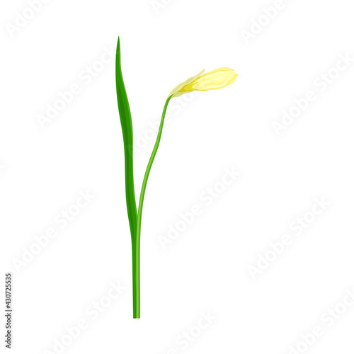 Flower Bud of Narcissus as Spring Flowering Perennial Plant on Leafless Stem Closeup Vector Illustration