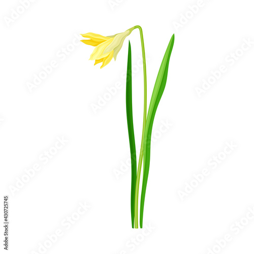 Daffodil or Jonquil Spring Flowering Plant with Yellow Flower and Leafless Stem Closeup Vector Illustration