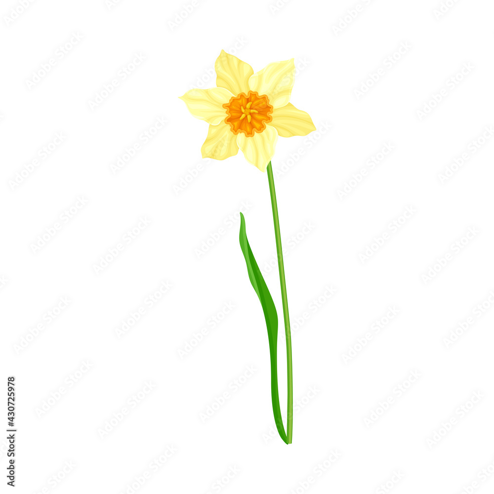 Narcissus as Spring Flowering Perennial Plant with Yellow Flower and Leafless Stem Closeup Vector Illustration Narcissus as Spring Flowering Perennial Plant with Yellow Flower and Leafless Stem Closeup Vector Illustration