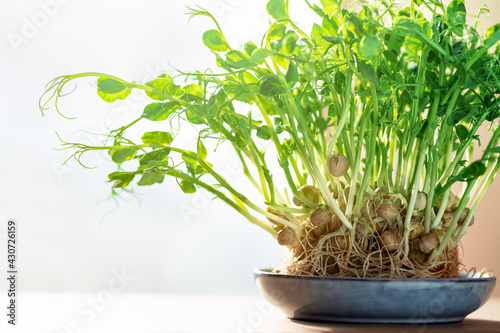 Micro greens superfood. Green peas sprouts close up in a bowl. Germination sprouting and healthy eating and living. Gardening at home kitchen concept. Microgreens food. Copy space banner