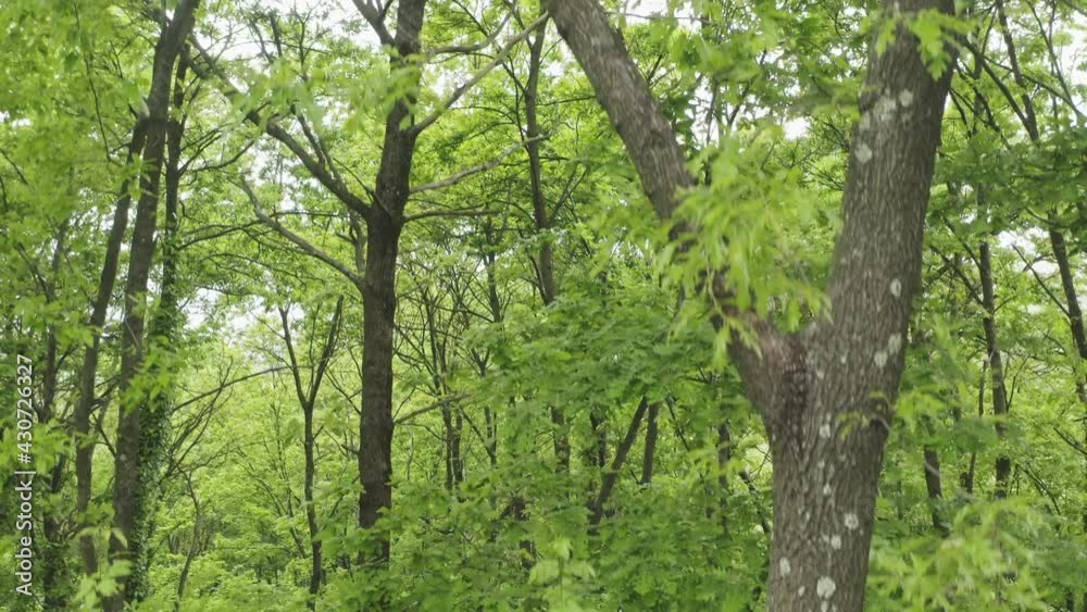 Drone point of view, stunning video of a lush forest with beautiful green oak trees. Wild environment, beaut in nature. Spring season, Italy. Drone point of view, stunning video of a lush forest with beautiful green oak trees. Wild environment, beaut in nature. Spring season, Italy.
