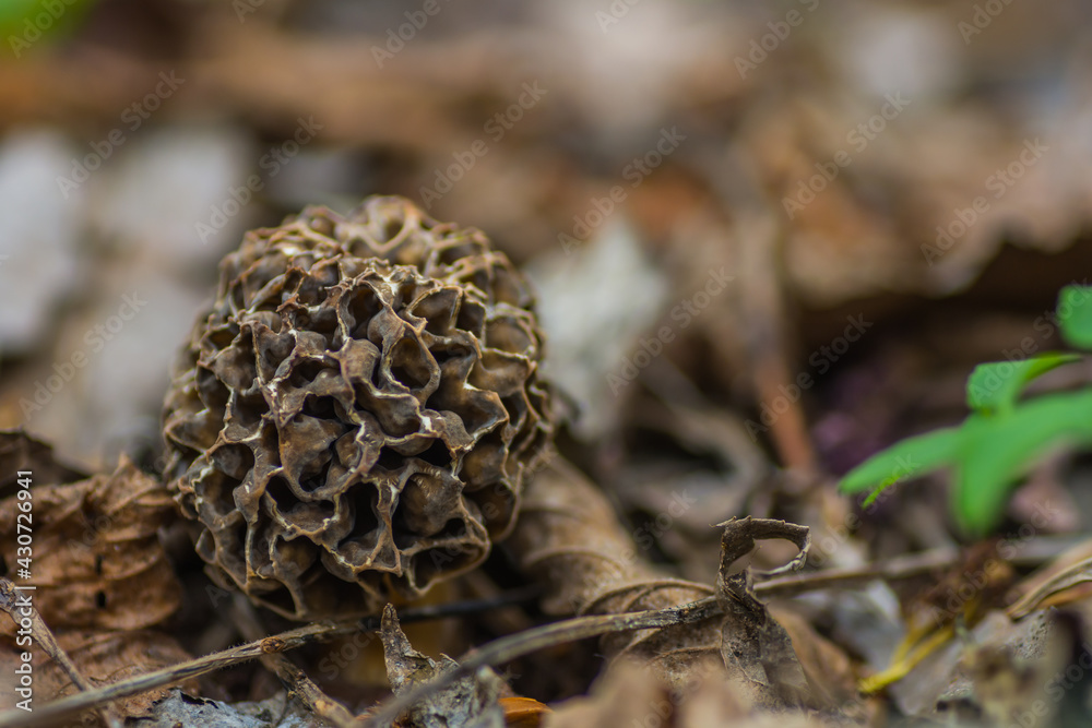 single large morel in the forest floor single large morel in the forest floor