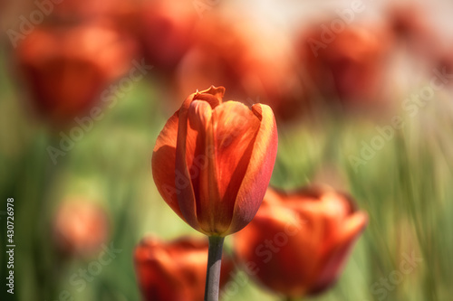 Closeup of the flowers of Tulipa  Brown Sugar  in spring in the UK