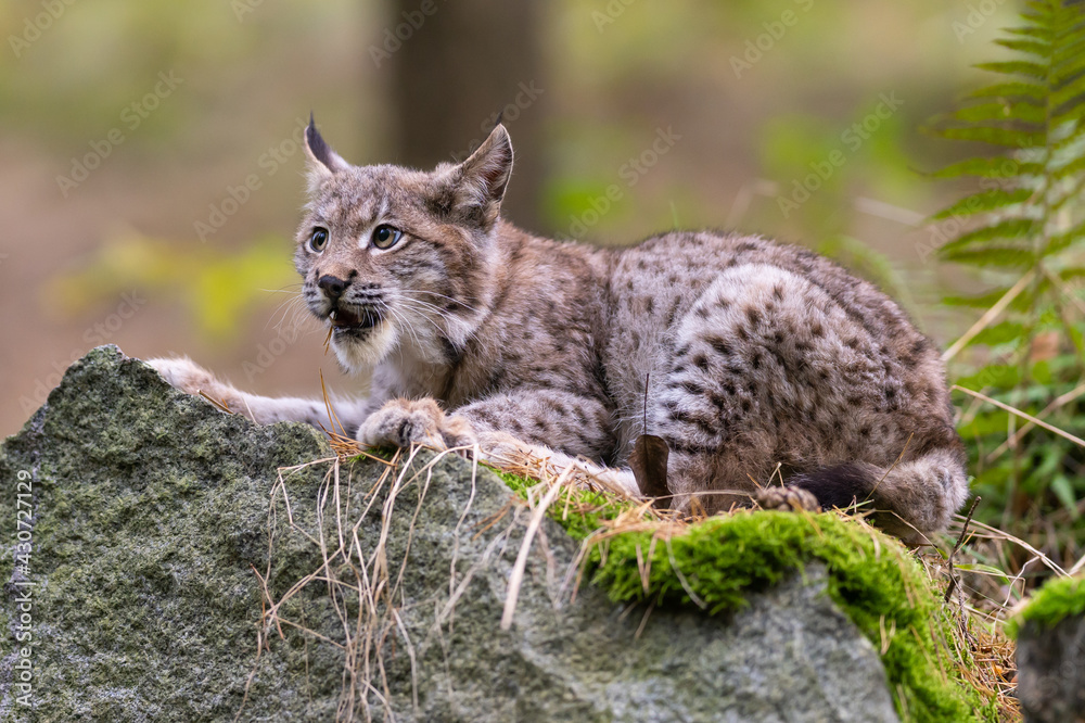 Lynx in green forest with tree trunk. Wildlife scene from nature. Playing Eurasian lynx, animal behaviour in habitat. Wild cat from Germany. Wild Bobcat between the trees