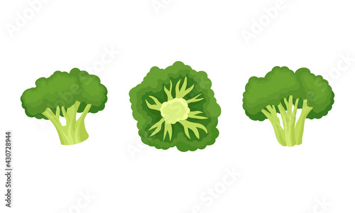 Broccoli as Edible Green Plant with Flowering Head and Stalk Vector Set