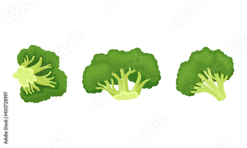 Broccoli as Edible Green Plant with Flowering Head and Stalk Vector Set