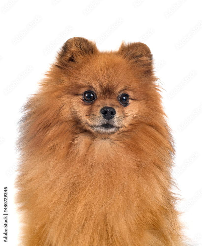  pomeranian in studio