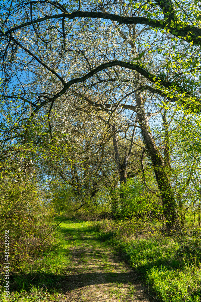 Obraz premium Waldweg im Frühling