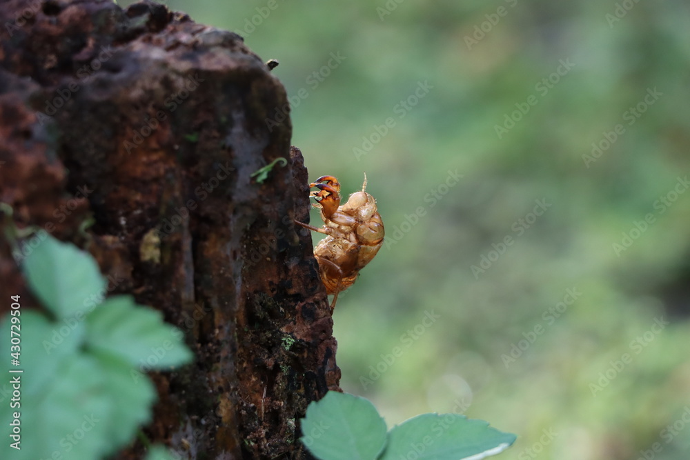木にとまる蝉の抜け殻 木にとまる蝉の抜け殻