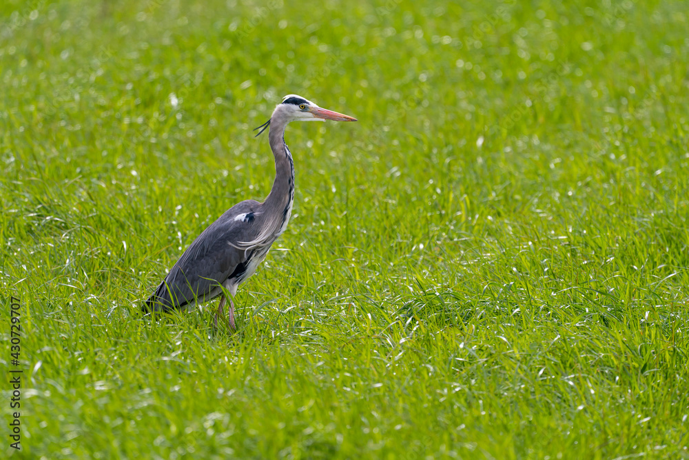 Naklejka premium Graureiher in Wiese