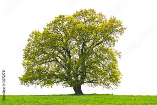 Lonely tree in a green field isolated on white