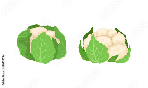 Cauliflower with Edible White Flesh Used in Culinary Vector Set