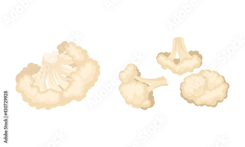 Cauliflower with Edible White Flesh Used in Culinary Vector Set