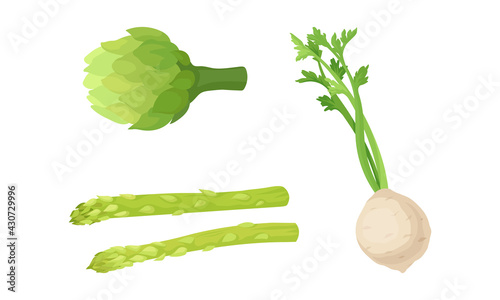 Celery, Asparagus and Globe Artichoke as Cultivated Vegetable for Vegetarian Nutrition Vector Set